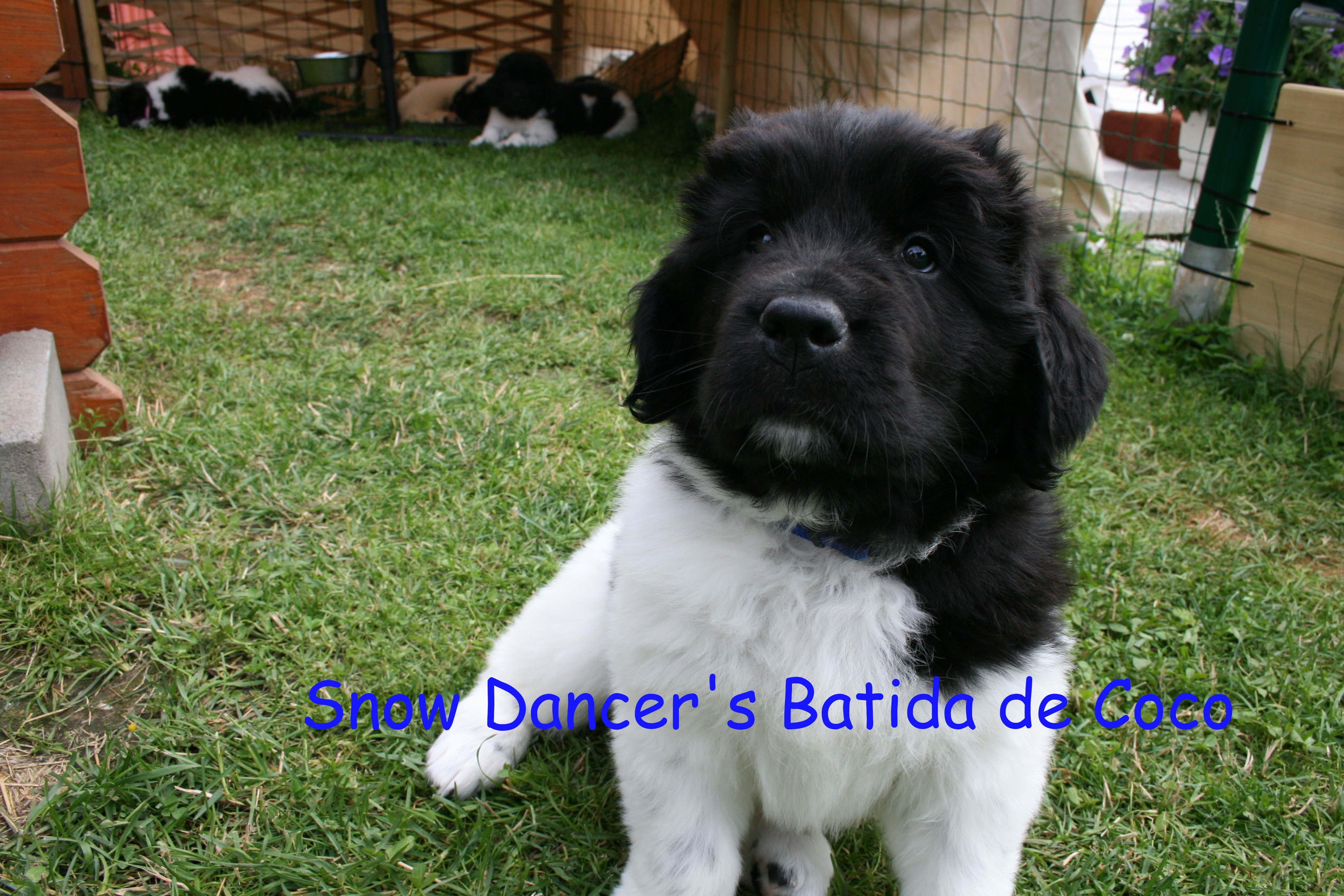 Snow Dancer's Batida de Coco