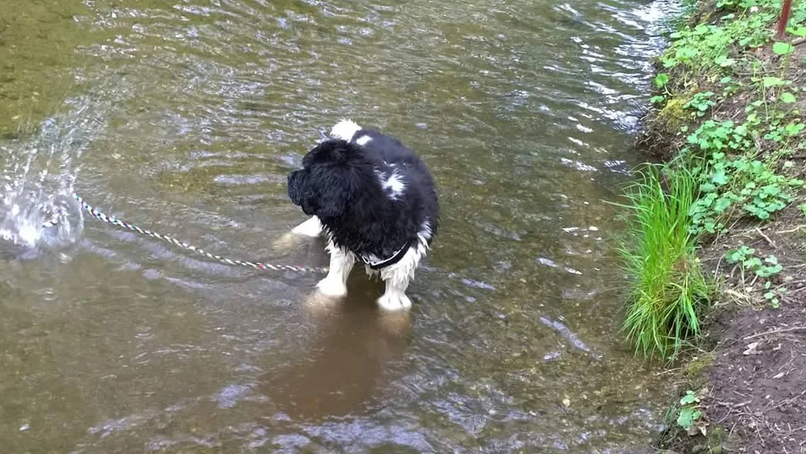 Celvin beim Baden