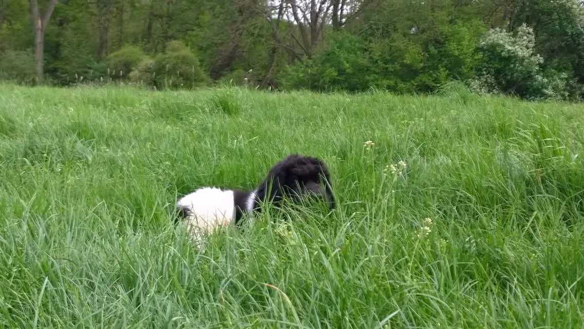 Celvin im Gras