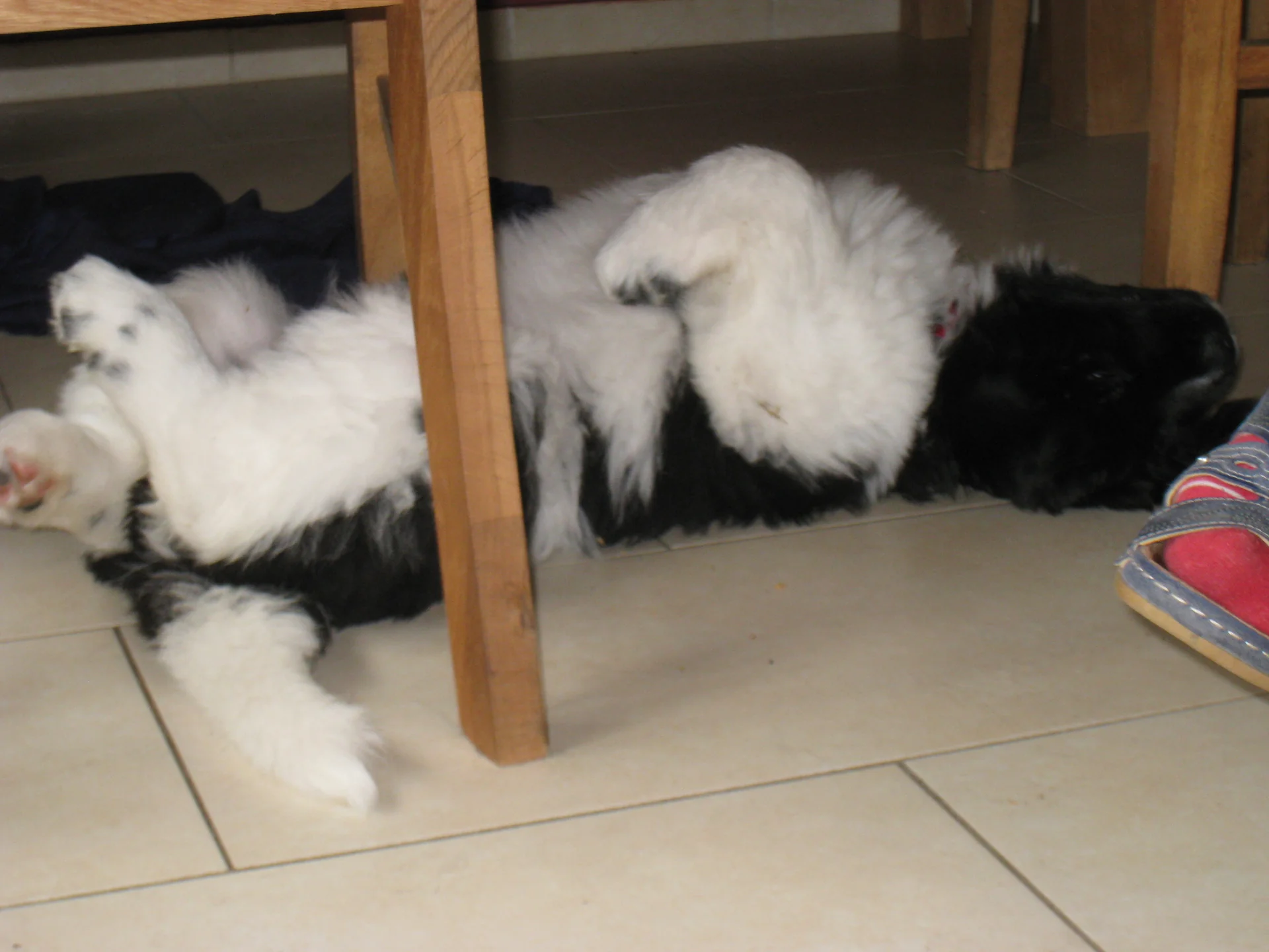Charly beim Relaxen