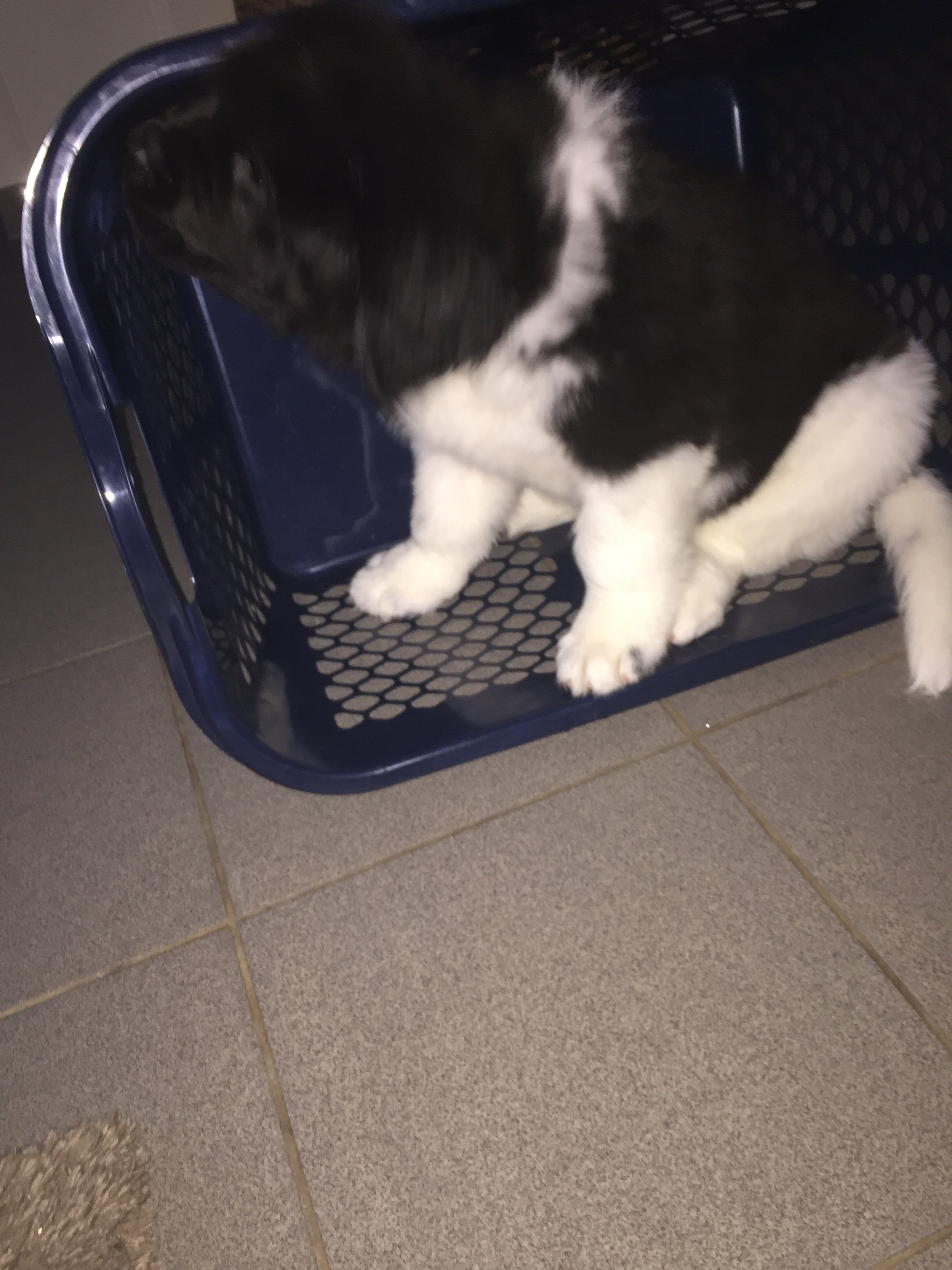 D-Wurf Welpe im Körbchen