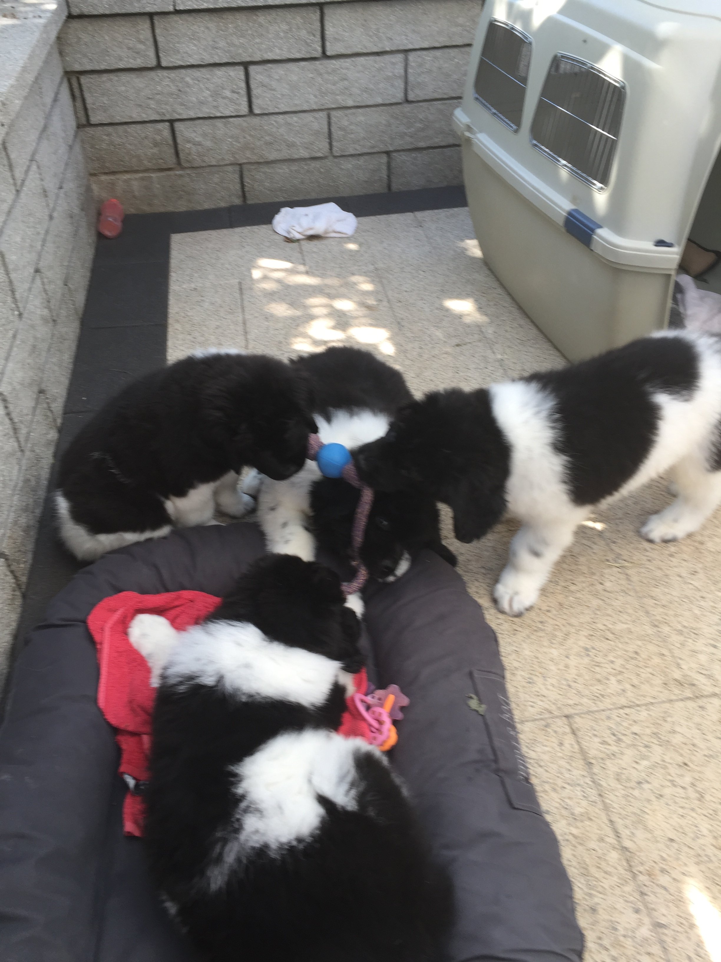 D-Wurf Welpen draußen