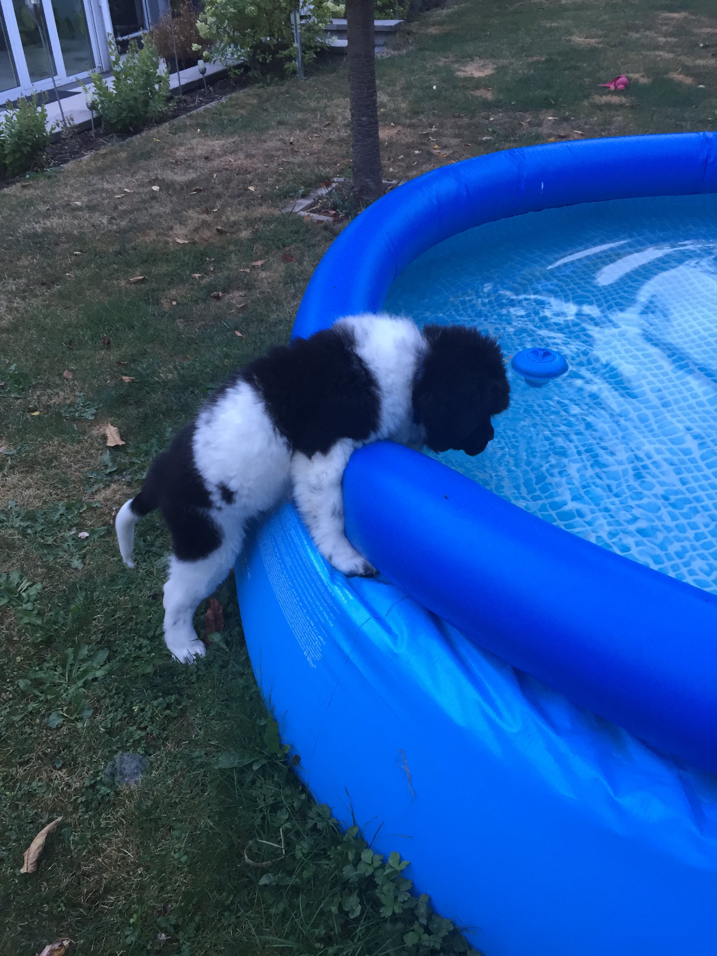 D-Wurf Welpe am Pool