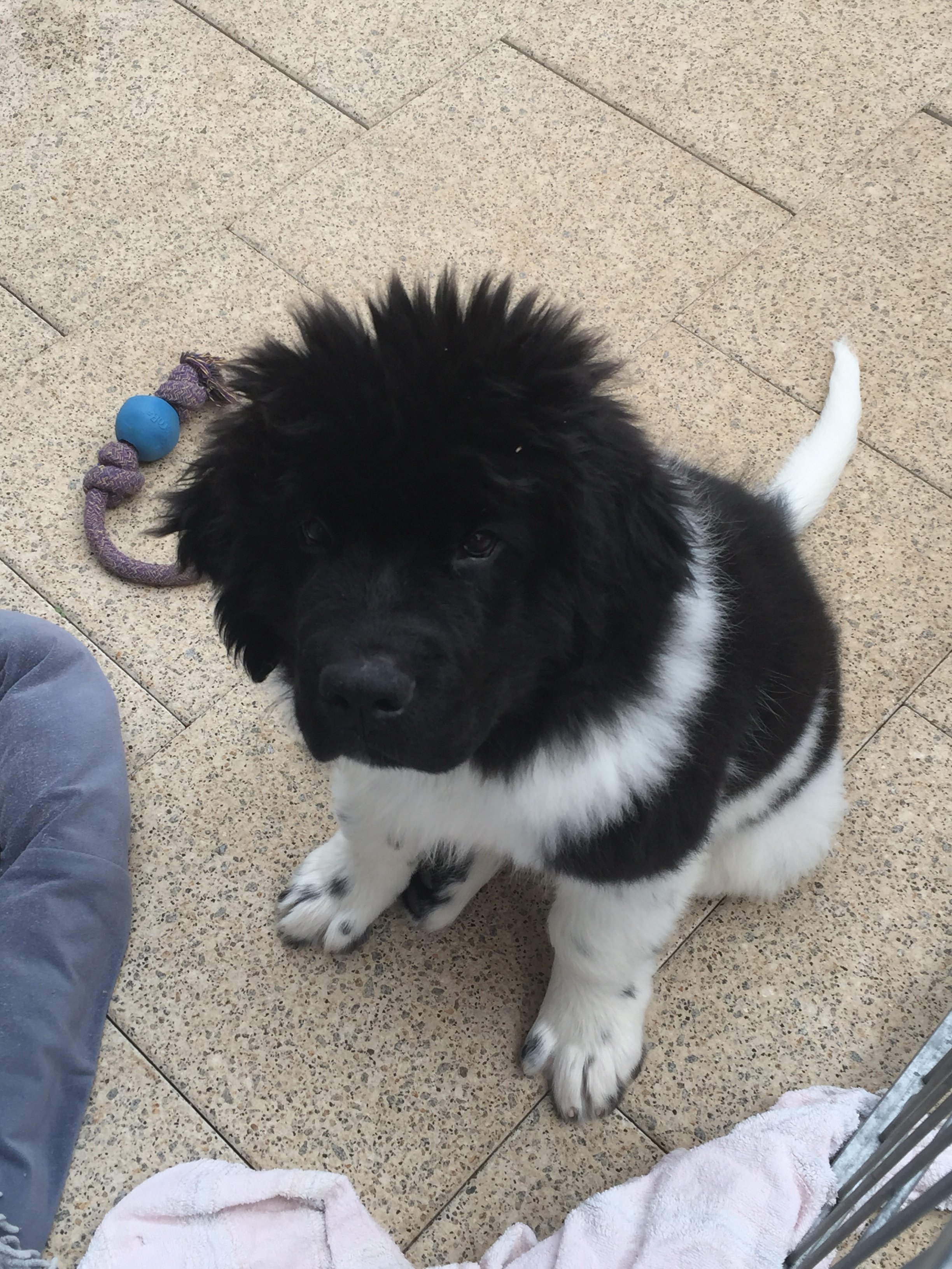 D-Wurf Welpe mit Ball