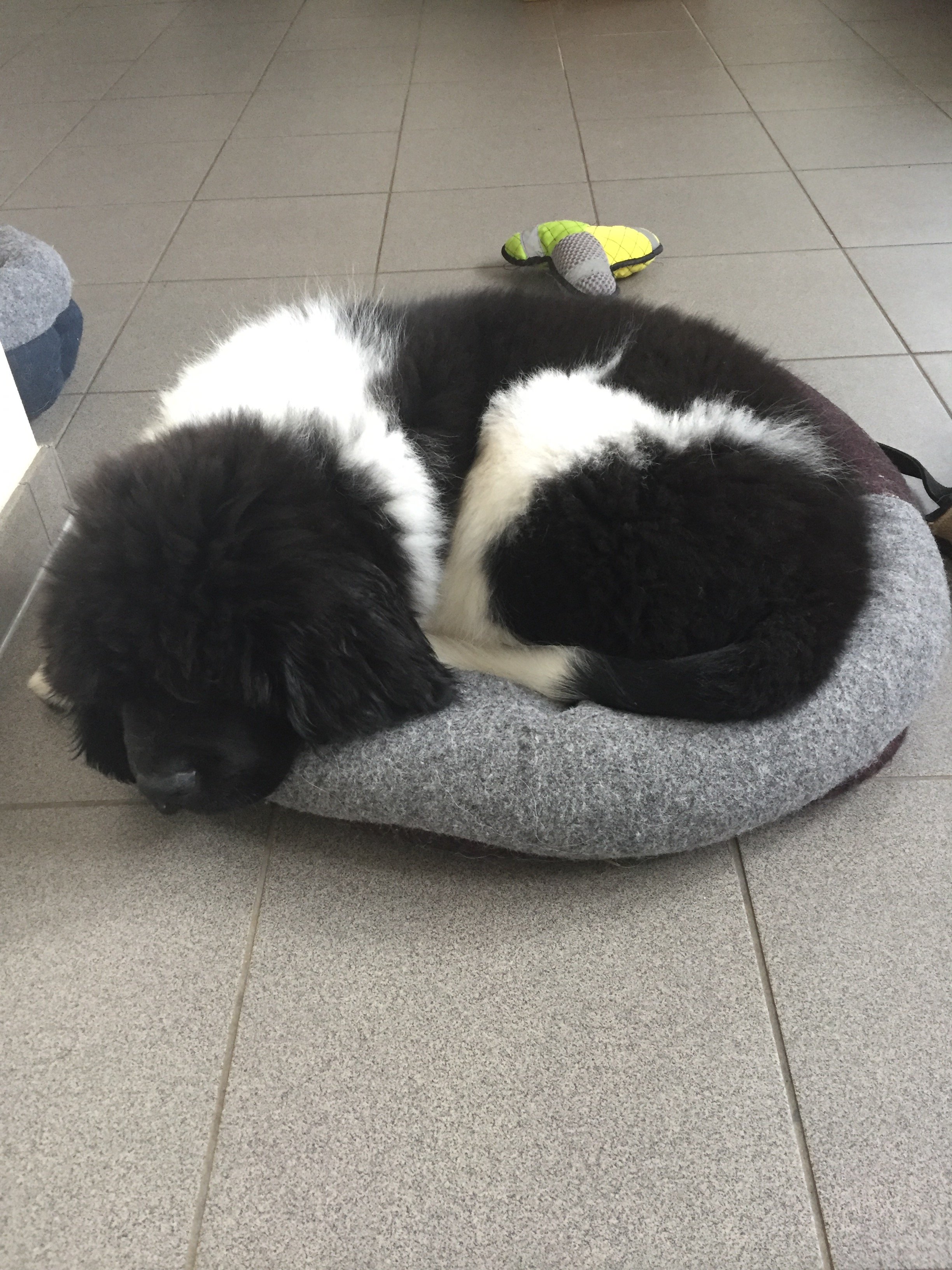 D-Wurf Welpen im Körbchen