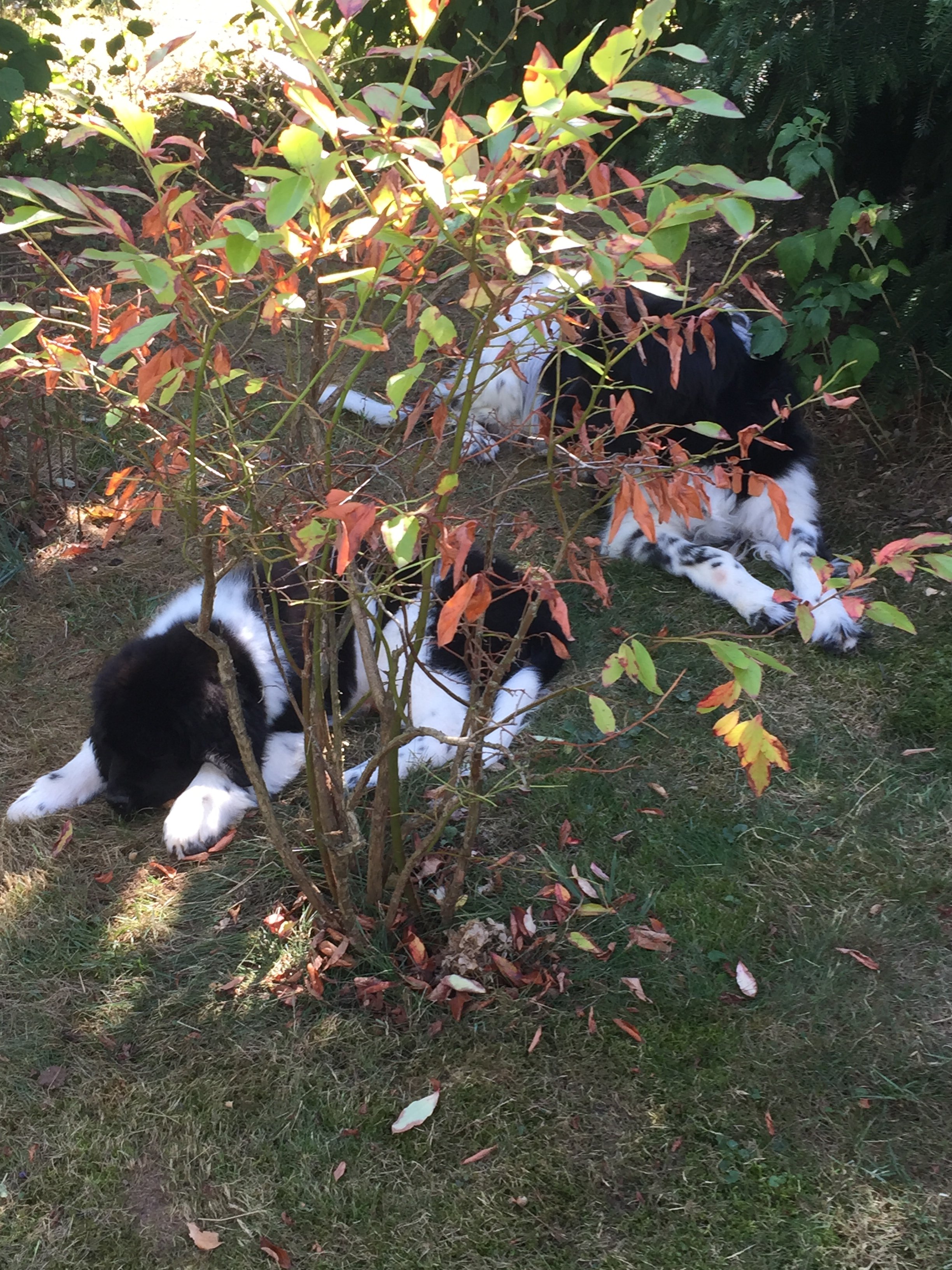 D-Wurf Welpen im Garten