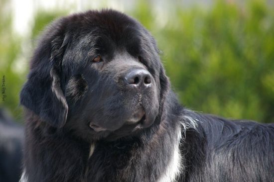 Dream Dancer van Tiroca