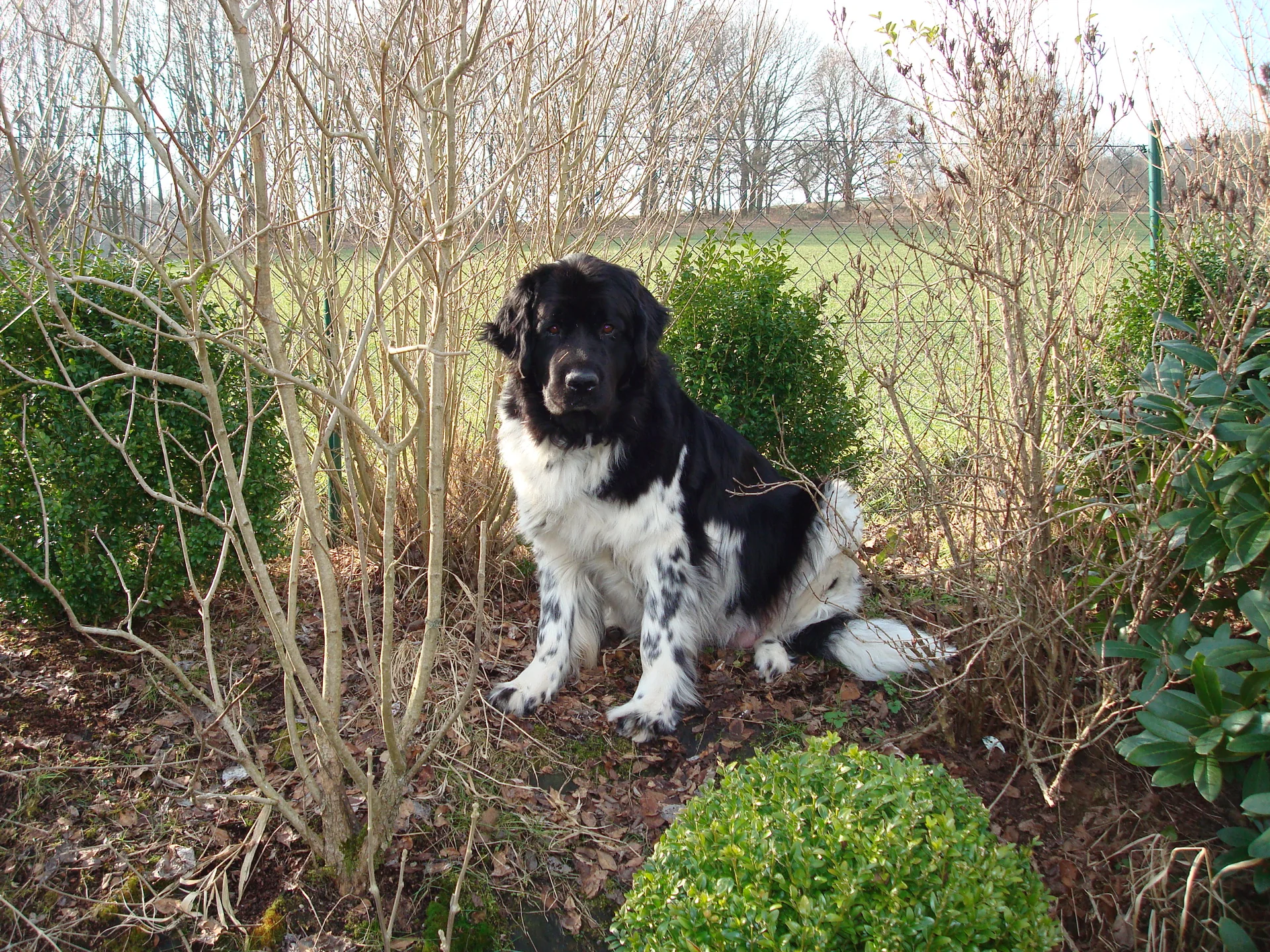 Coco im Garten