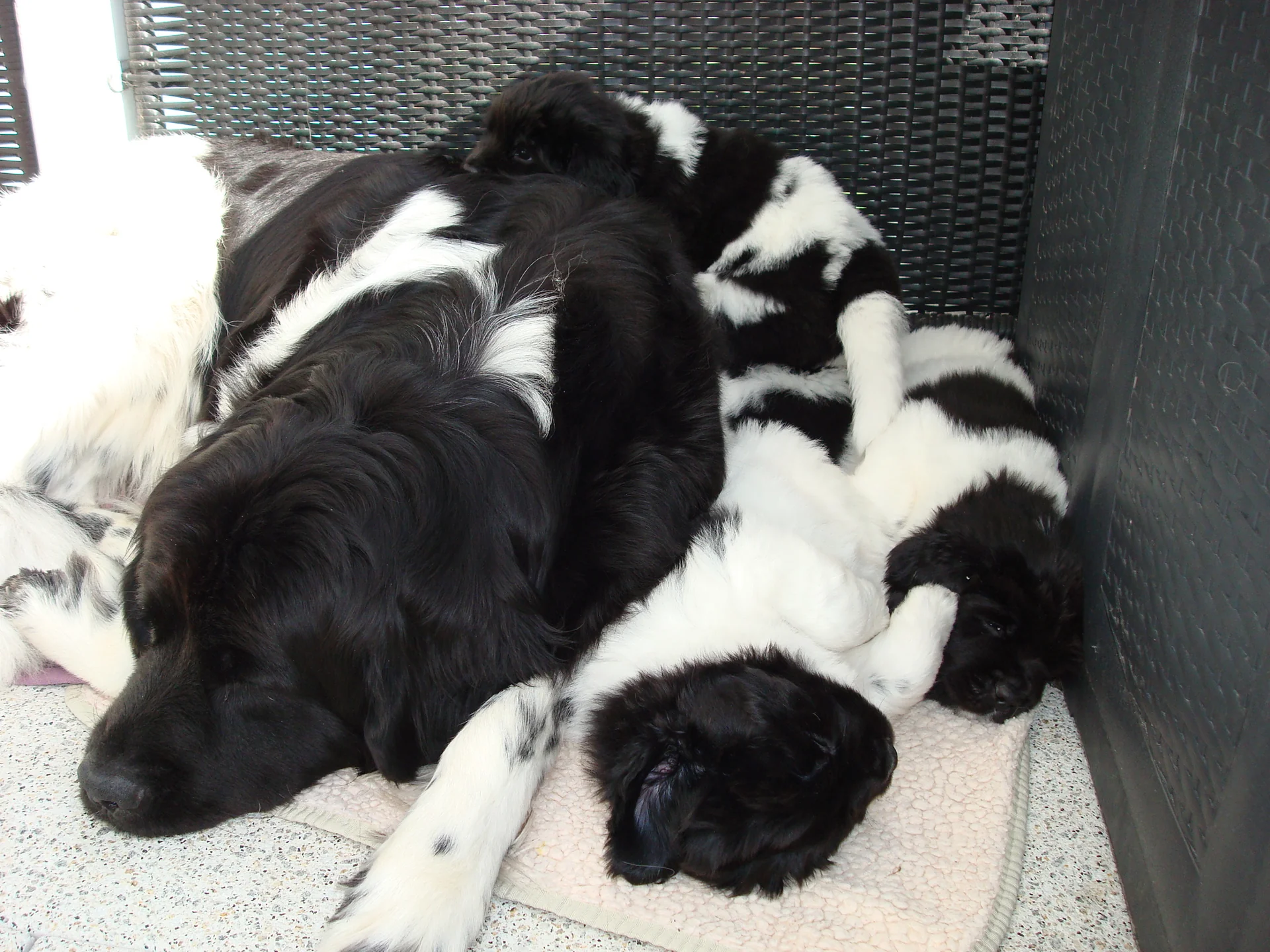 Coco mit Welpen